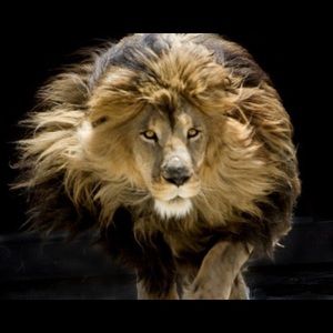 Meet your Posher, Alicia